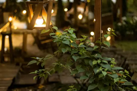 Seasonal Lighting